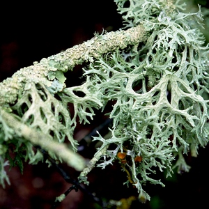 Farinose Cartilage Lichen - France  - collection de photos clin d'oeil, catégorie plantes